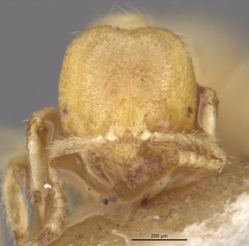 Media type: image;   Entomology 21413 Aspect: head frontal view
